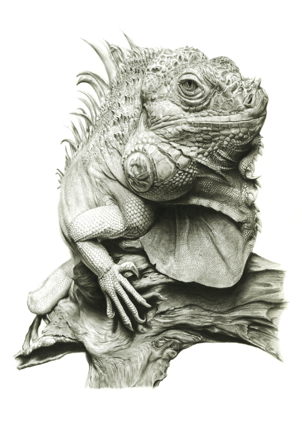 Green iguana (Nakagawa Aquatic Park, Tochigi, Japan