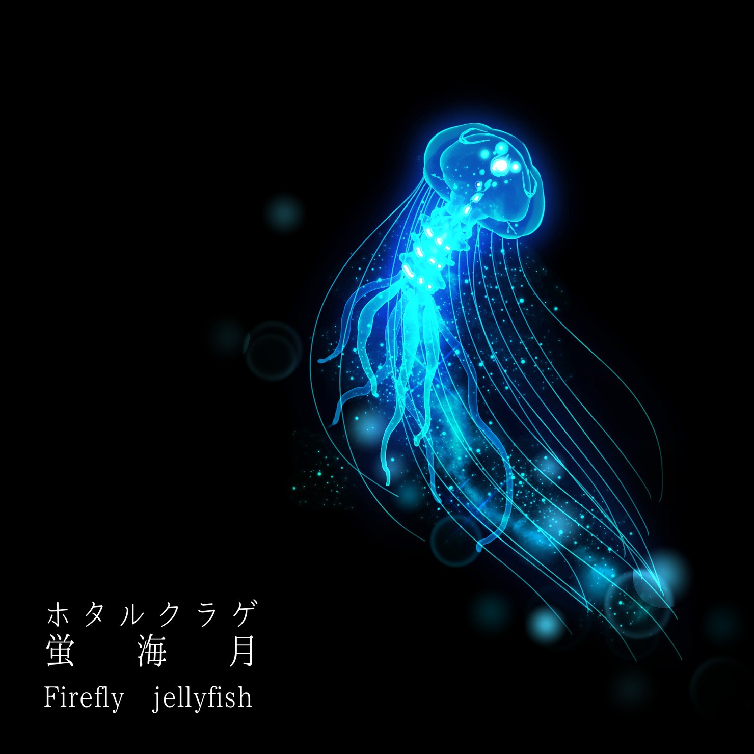 非実在生物図鑑1 ホタルクラゲ #10/10
