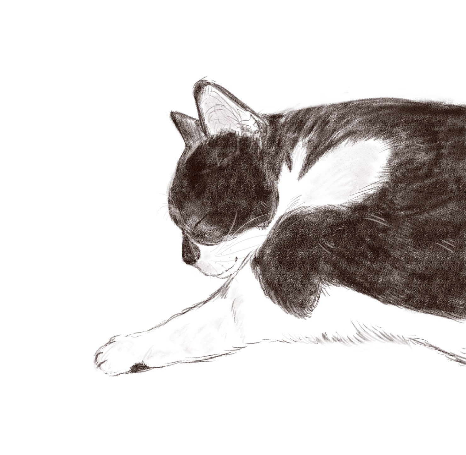 ねこNo.1