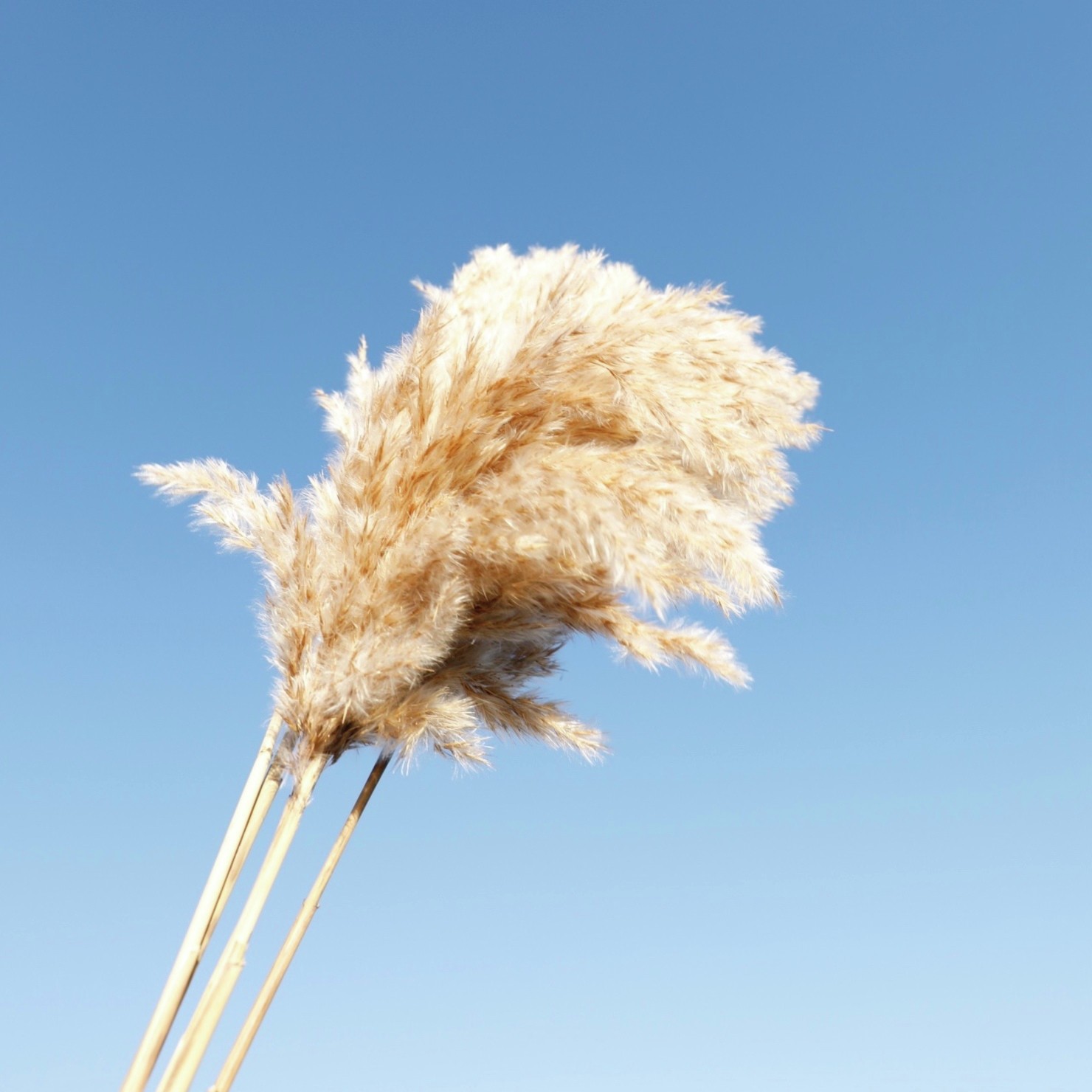 Blue sky and Pampas grass