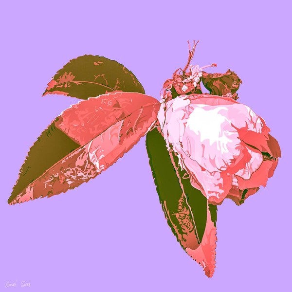 CAMELLIA#003