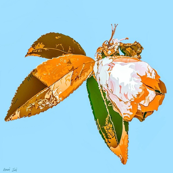 CAMELLIA#004