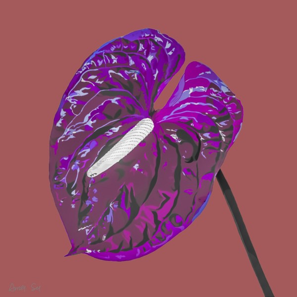 ANTHURIUM#002
