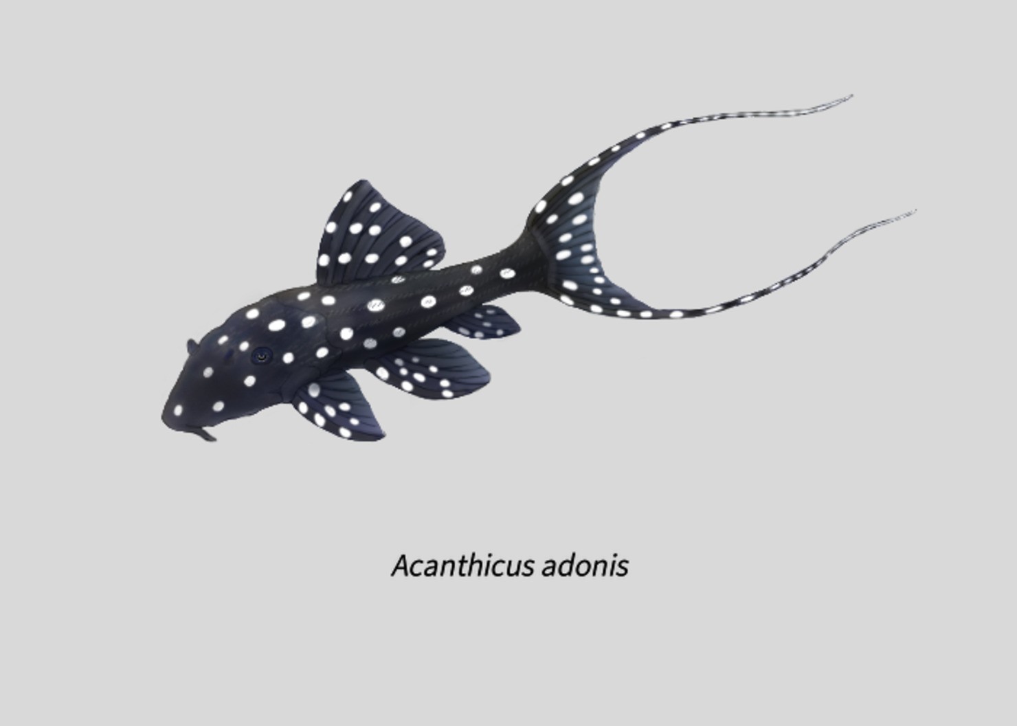 001Acanthicus_adonis