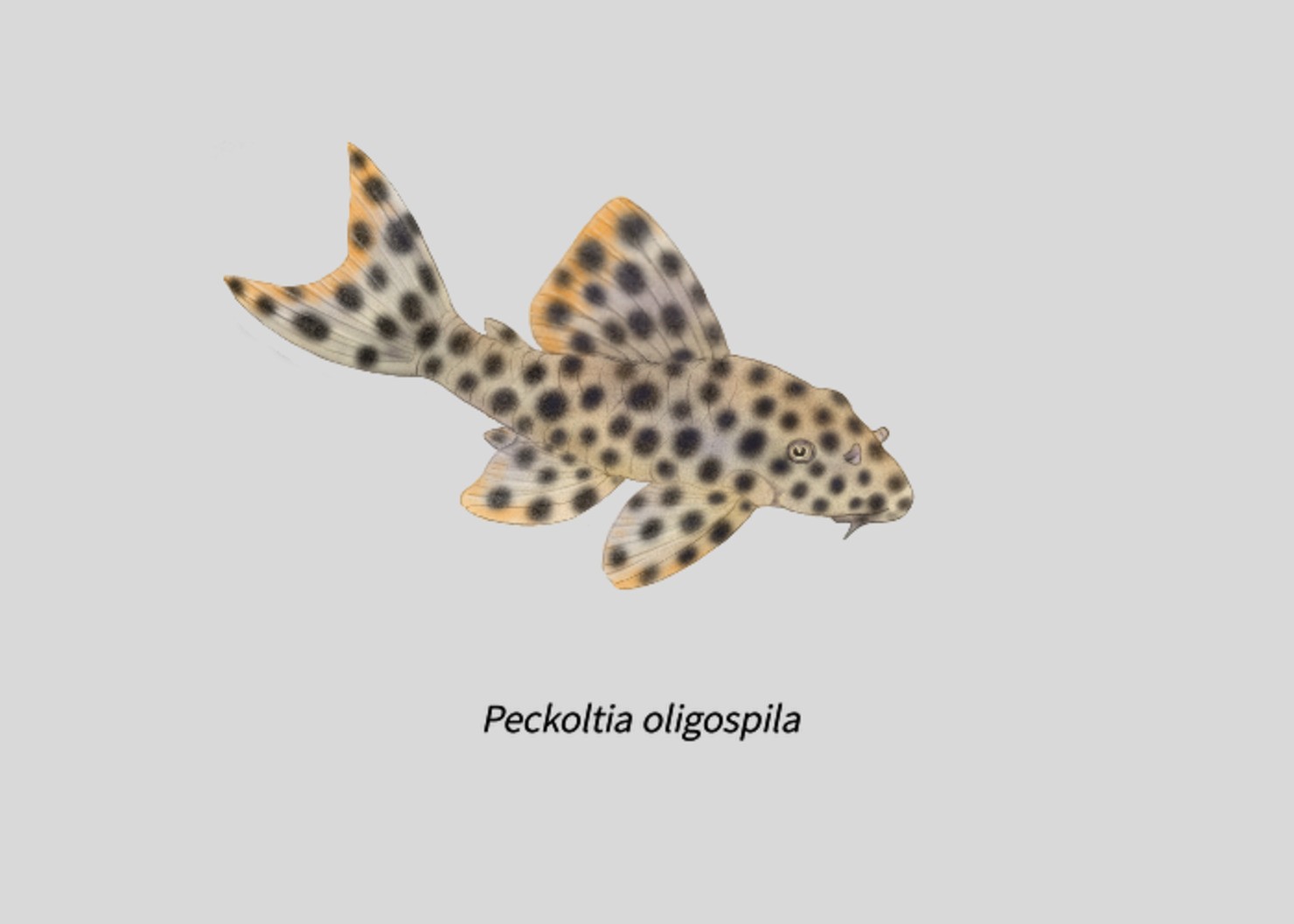 003Peckoltia_oligospila