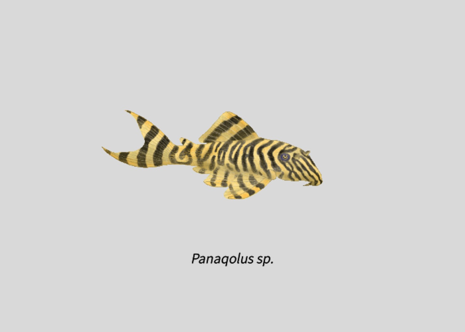 008Panaqolus_sp.