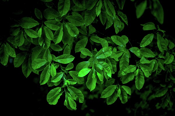 GREEN TIMES No.0792-2