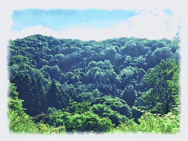 【トーヤの森】 001_神秘の森（北海道洞爺湖町）