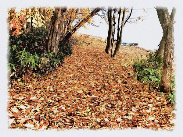 【トーヤの森】  011_橙の絨毯（北海道洞爺湖町）