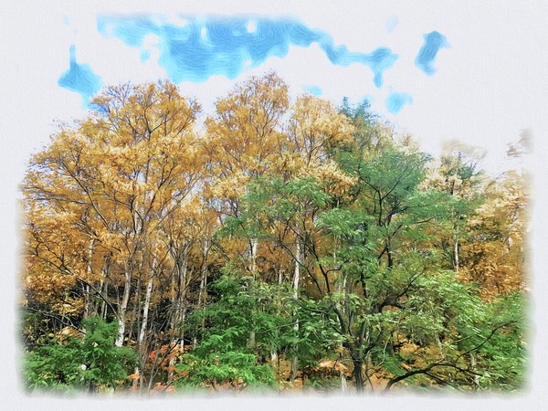 【トーヤの森】017_金色の葉と青空のコントラスト（北海道洞爺湖町）