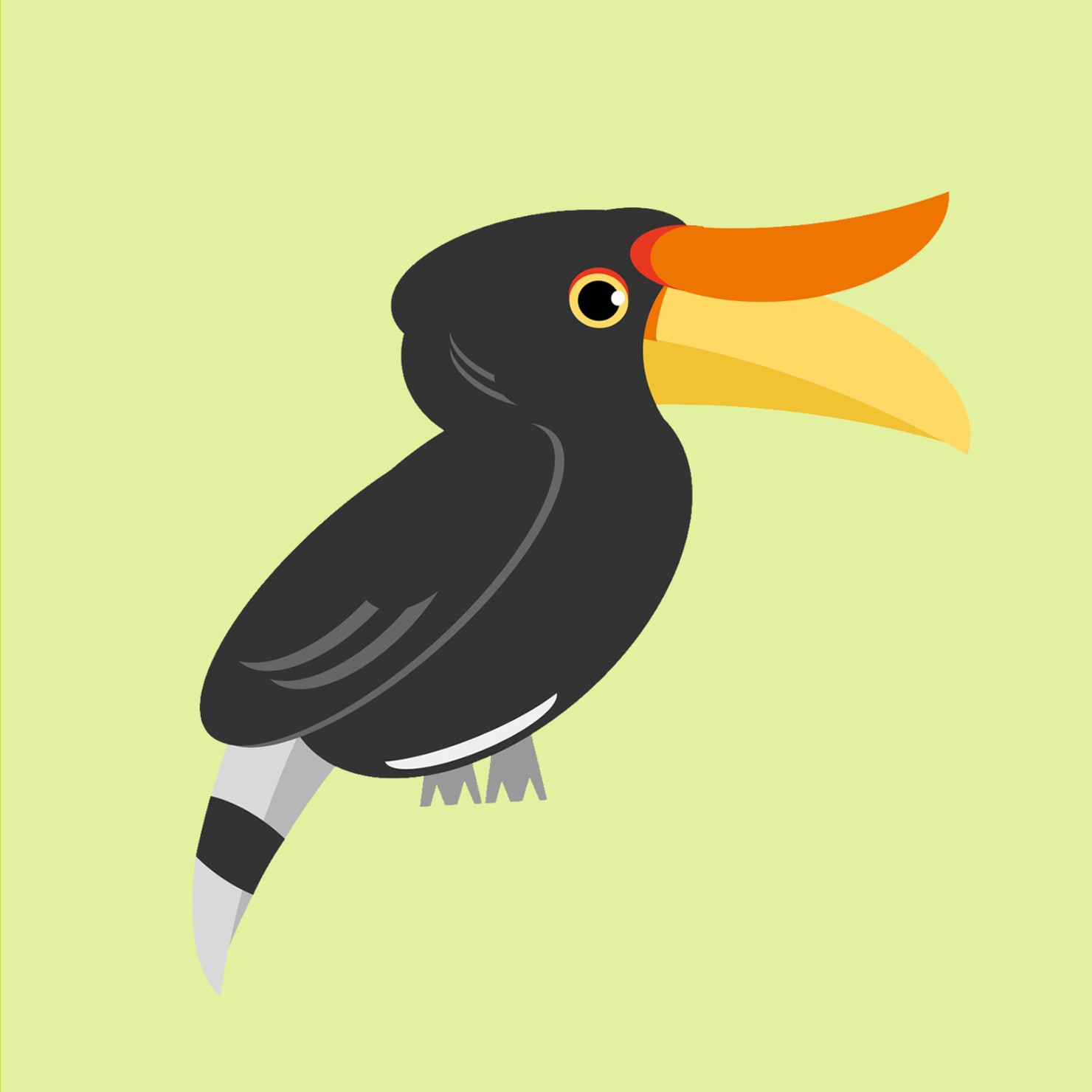 サイチョウ 【Rhinoceros hornbill】 #3/10