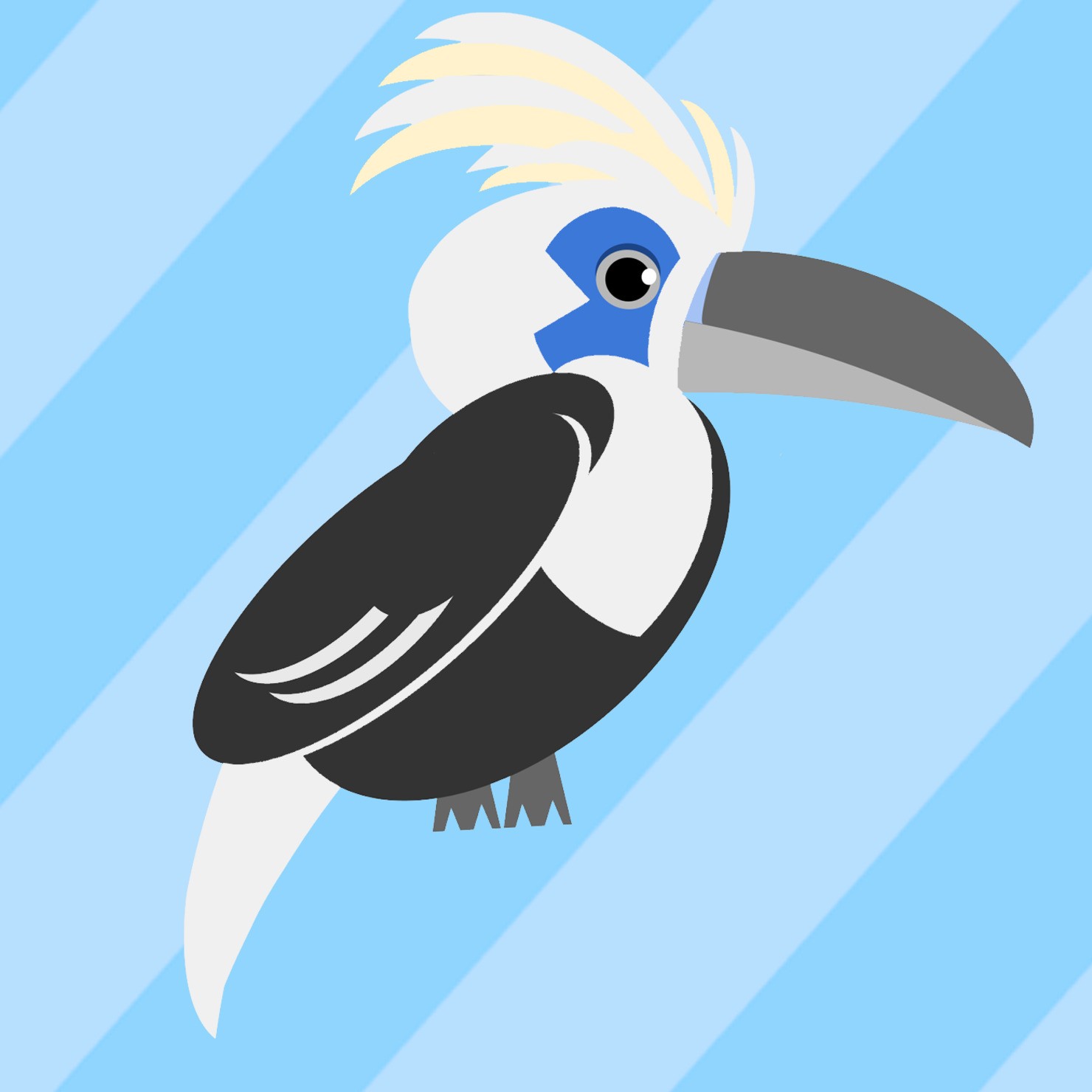 シロクロサイチョウ 【White-crowned hornbill】 #1/10