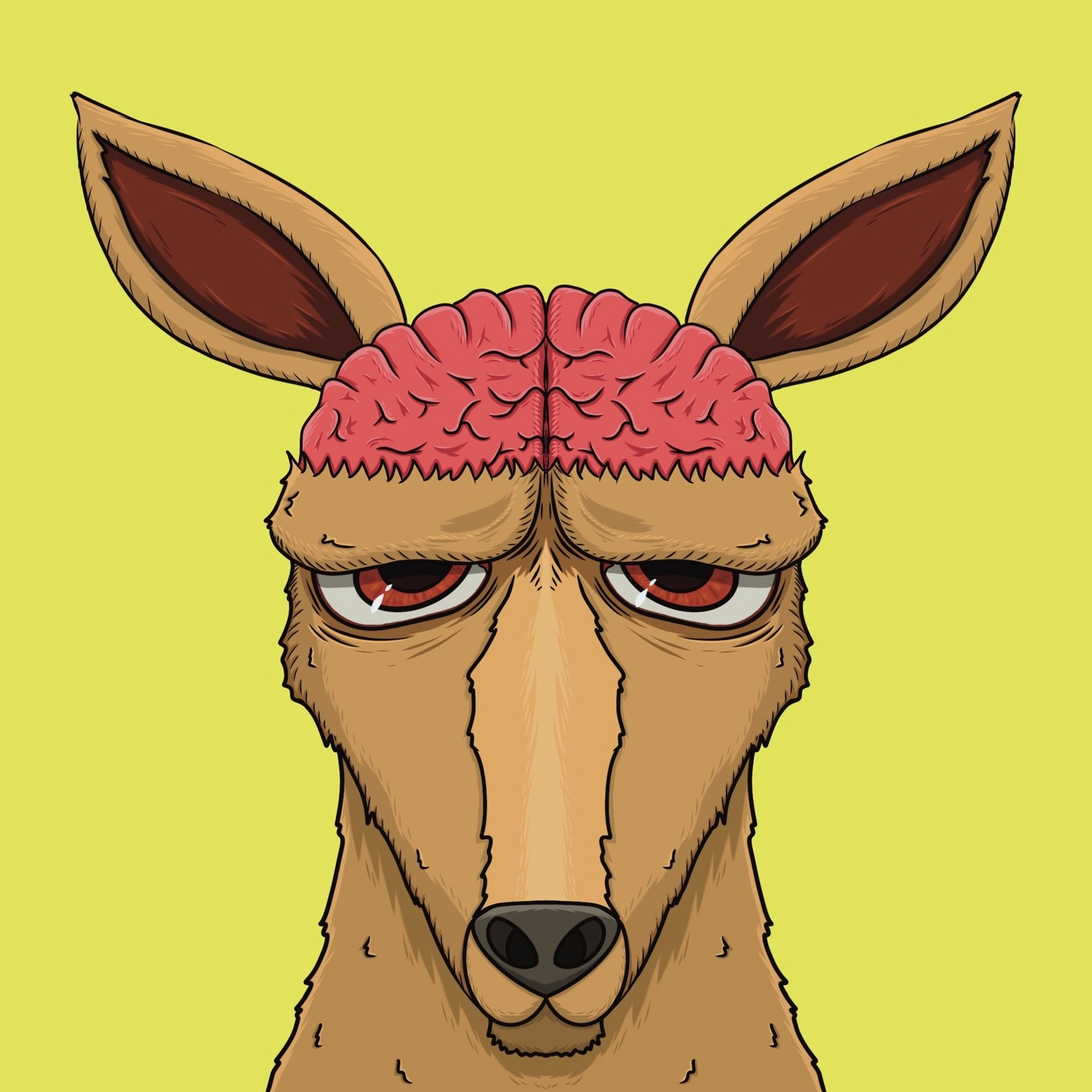 MUKIDASHI | 『Kangaroo』