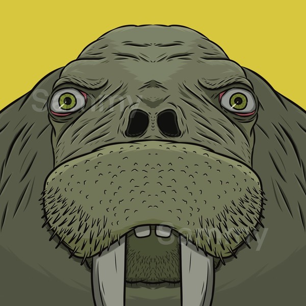 MUKIDASAZOO | Walrus #1/3