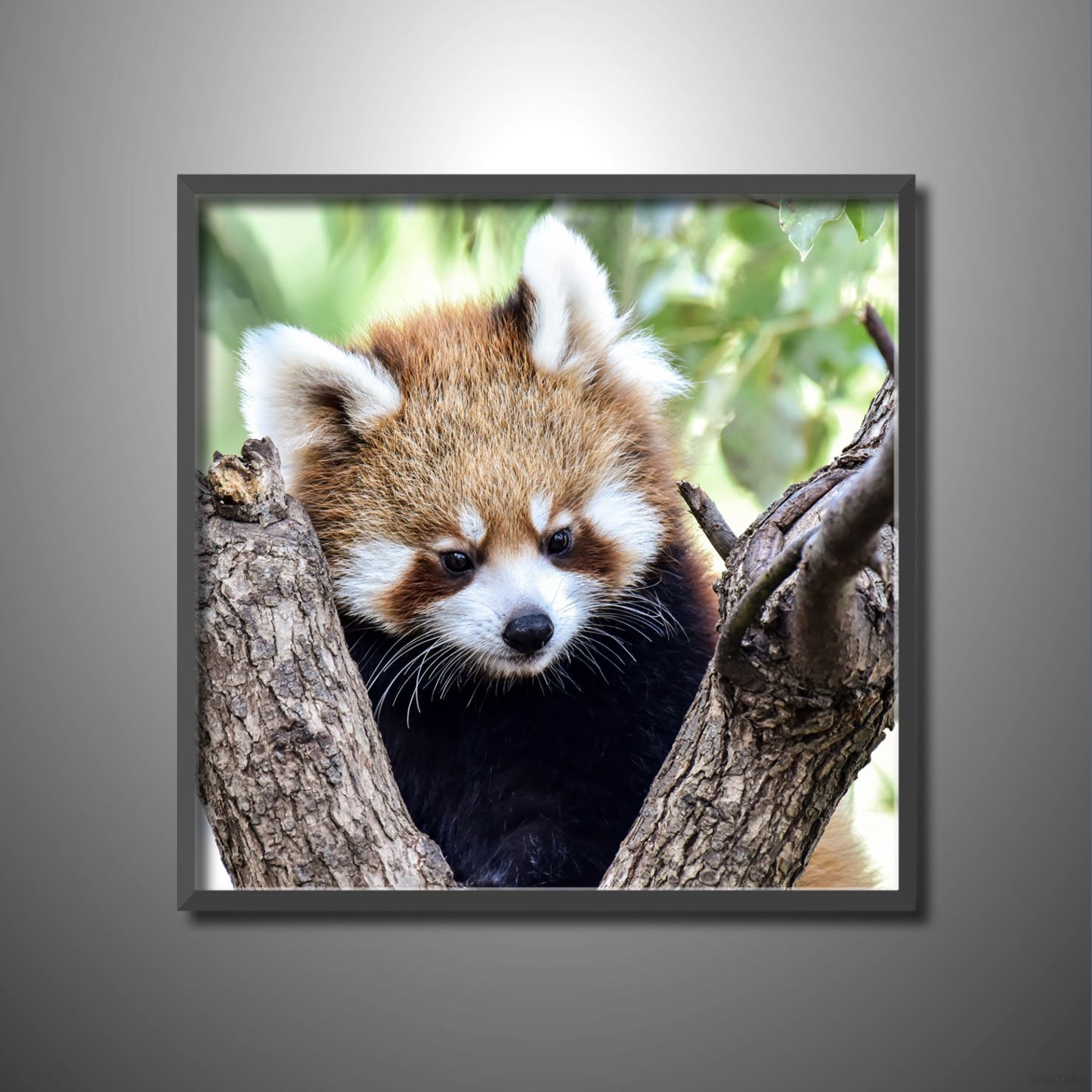レッサーパンダ 【JimaTube NFT 28】 Red panda
