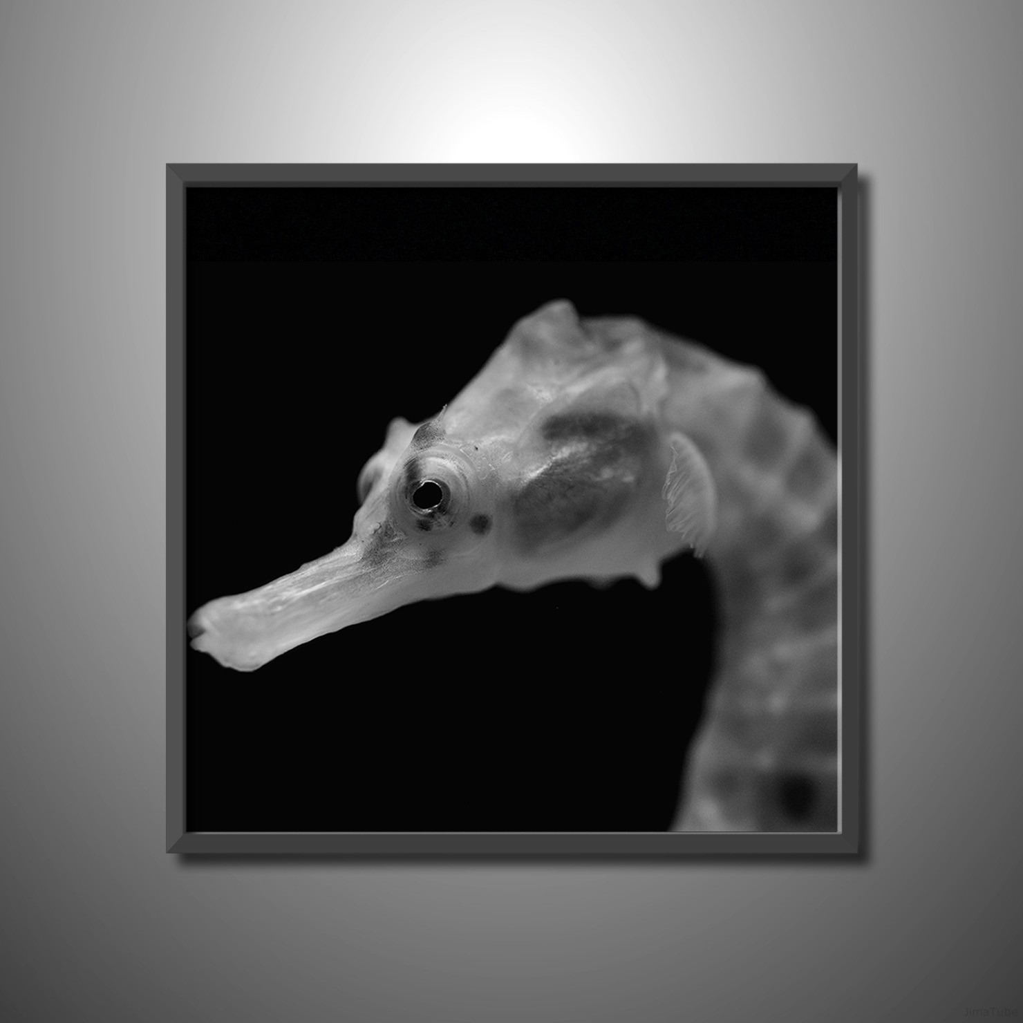 タツノオトシゴ 【JimaTube NFT 33】 Seahorse