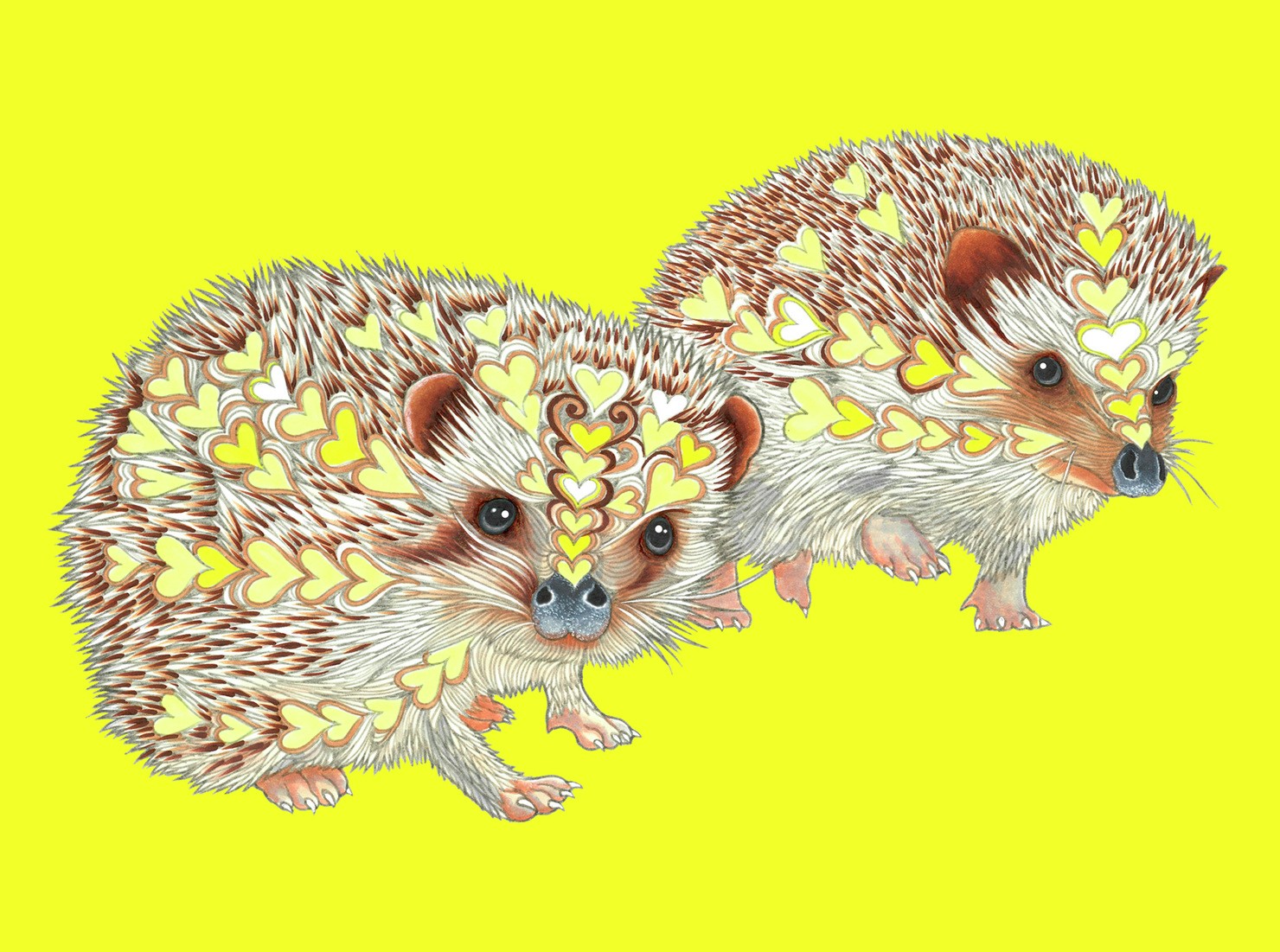 Lovely hedgehog sisters ♡