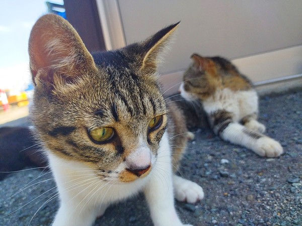 【写真集付き】湯島の猫