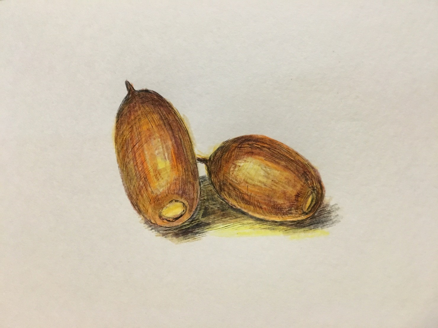  2 acorns