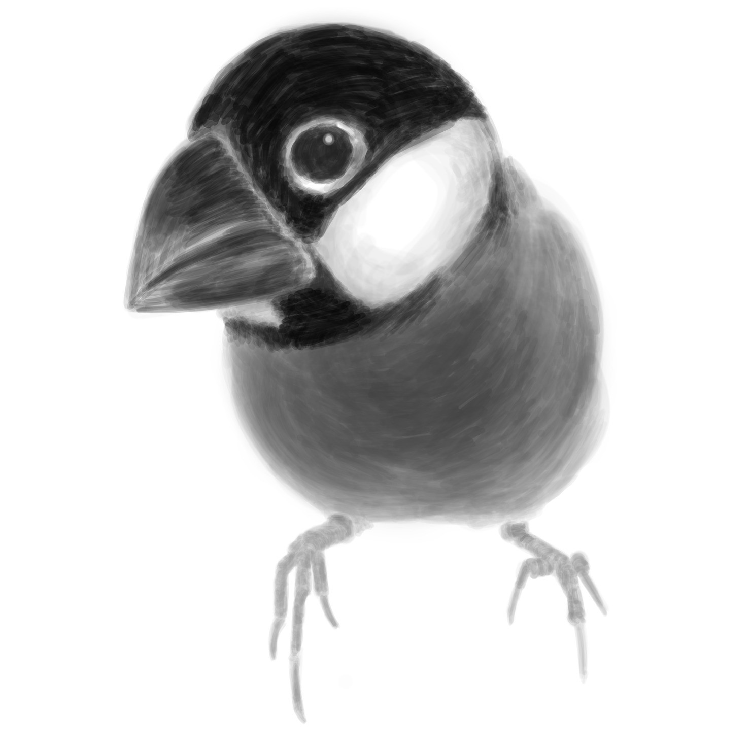 Java sparrow