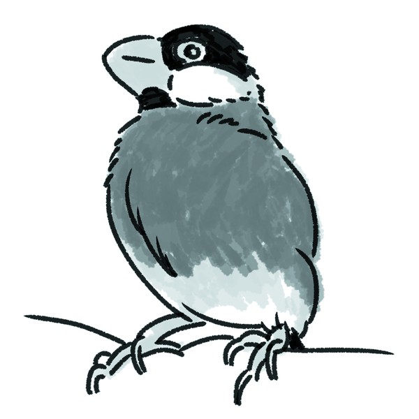 文鳥
