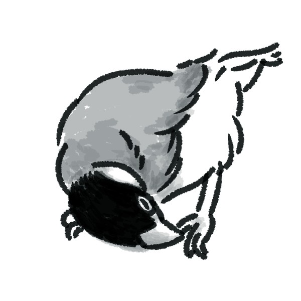 文鳥