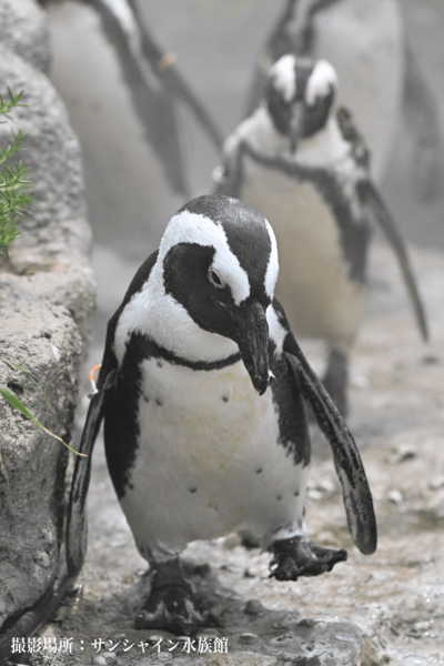 ペンギンのよちよちさんぽ #9557/10000