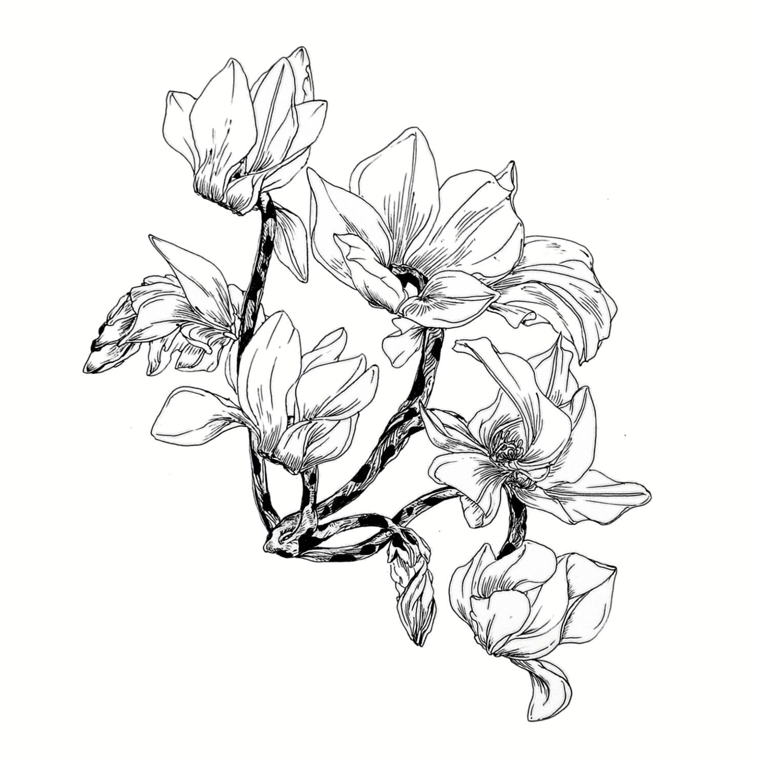 麒麟/篝火花