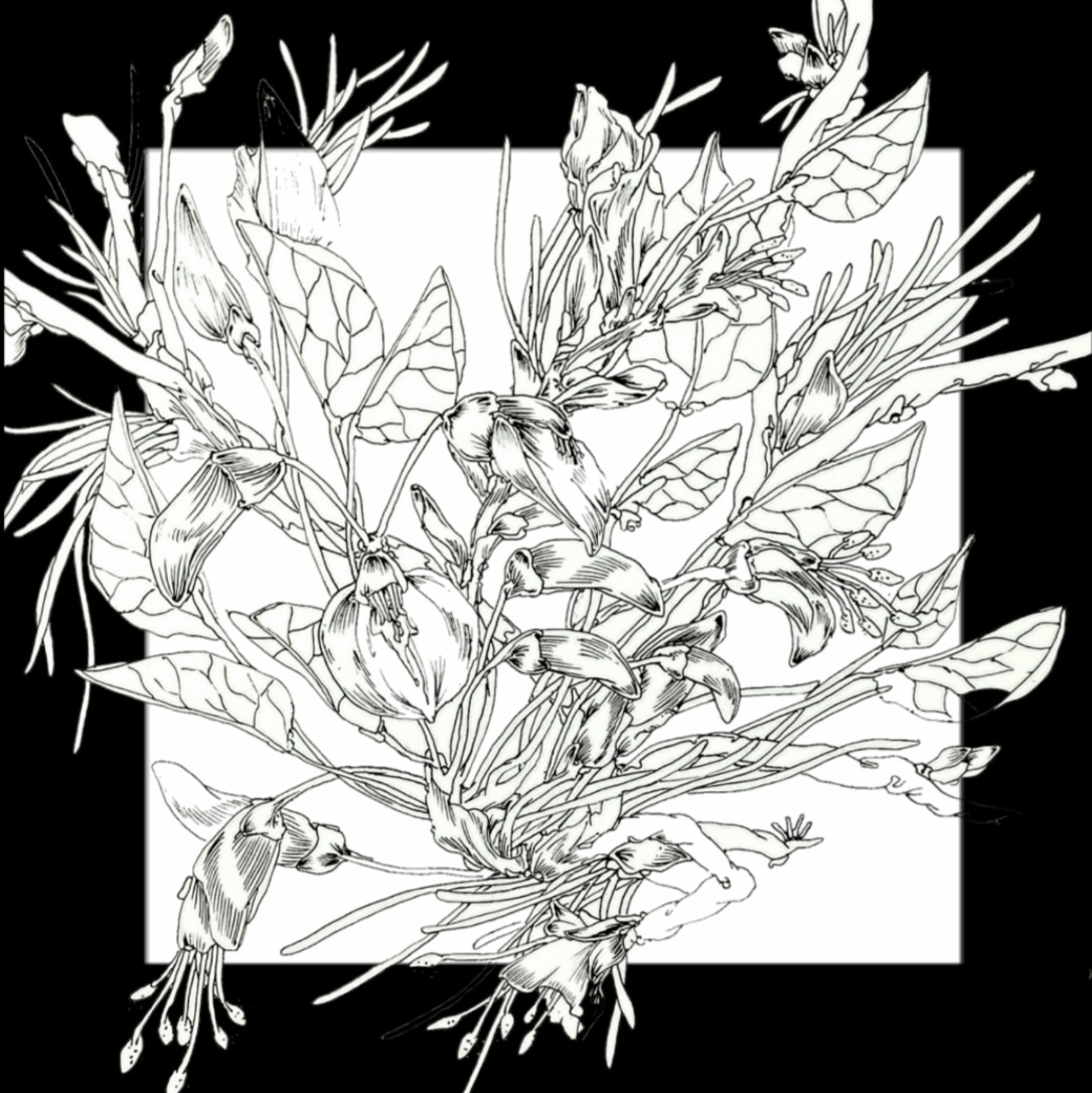 扇植体