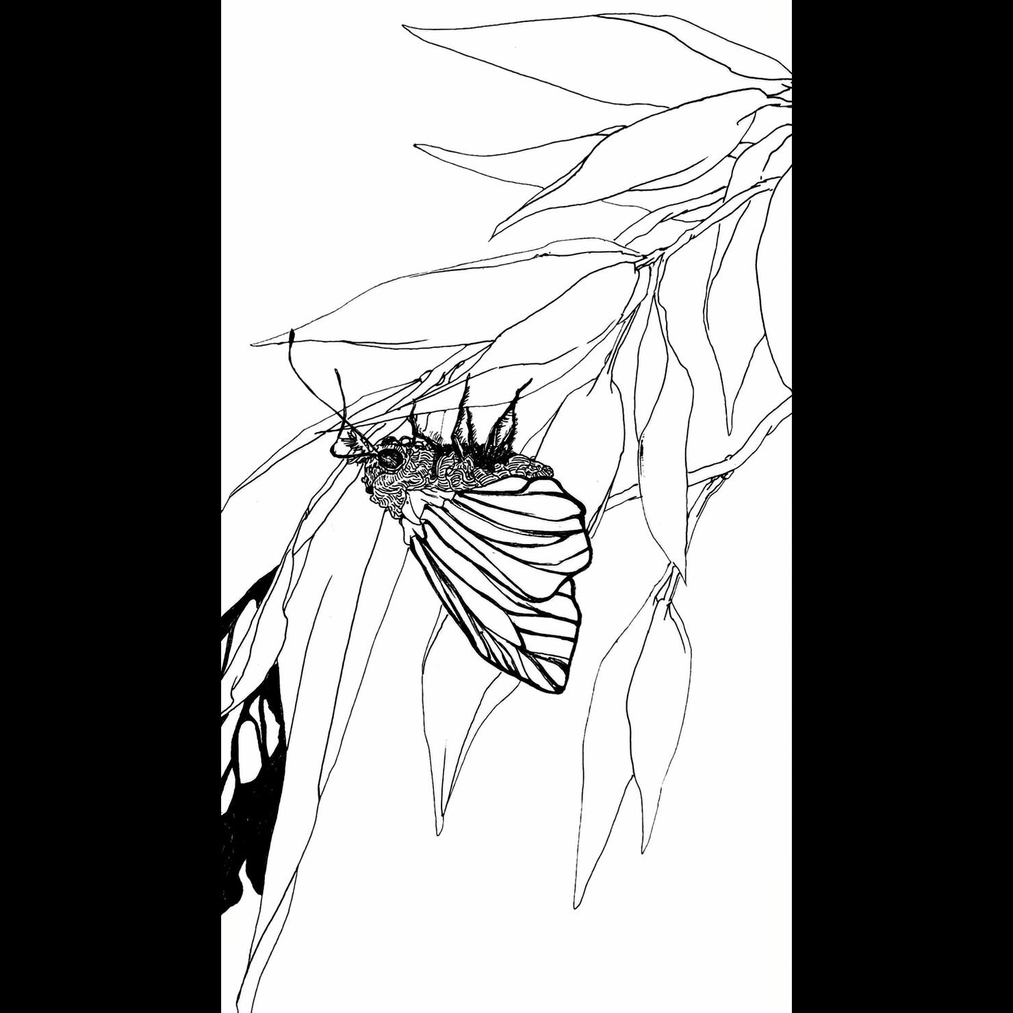 笹/蝶
