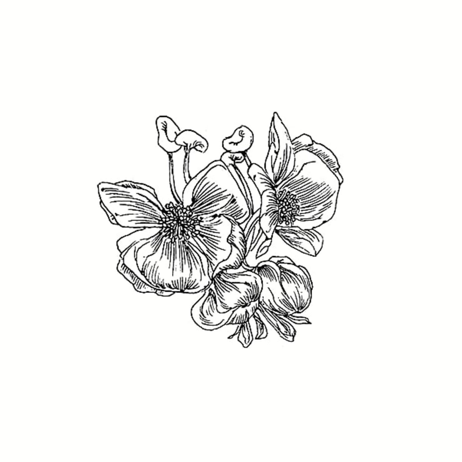 花蝶
