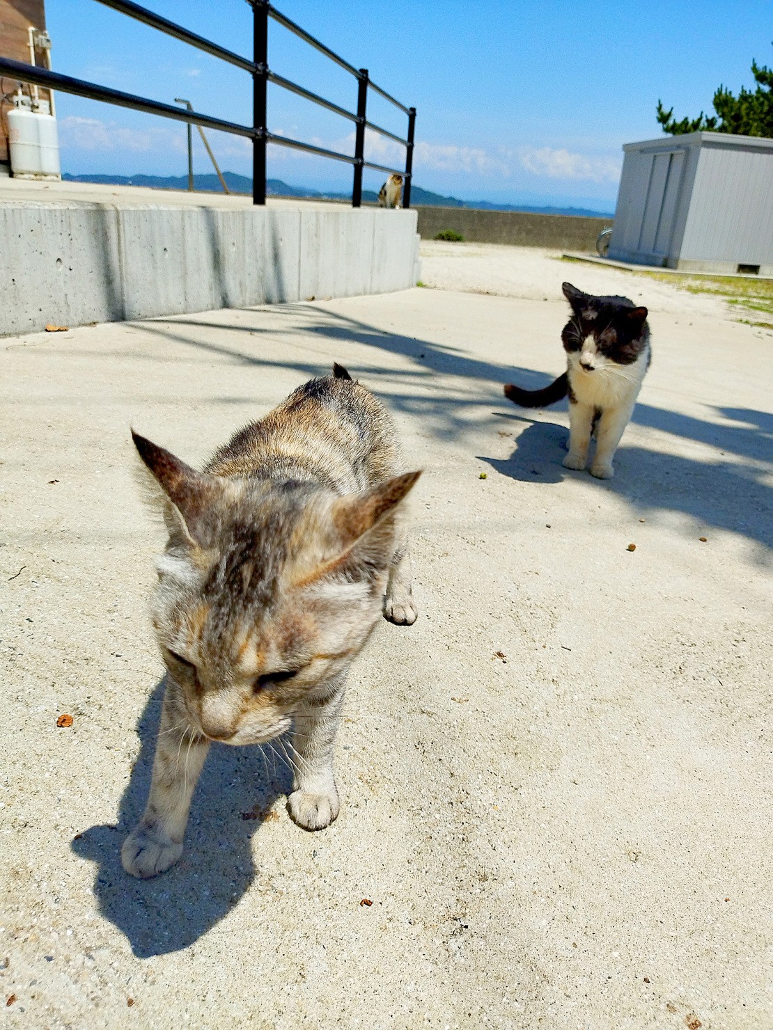 【保有者限定：写真集データ付き】猫写真