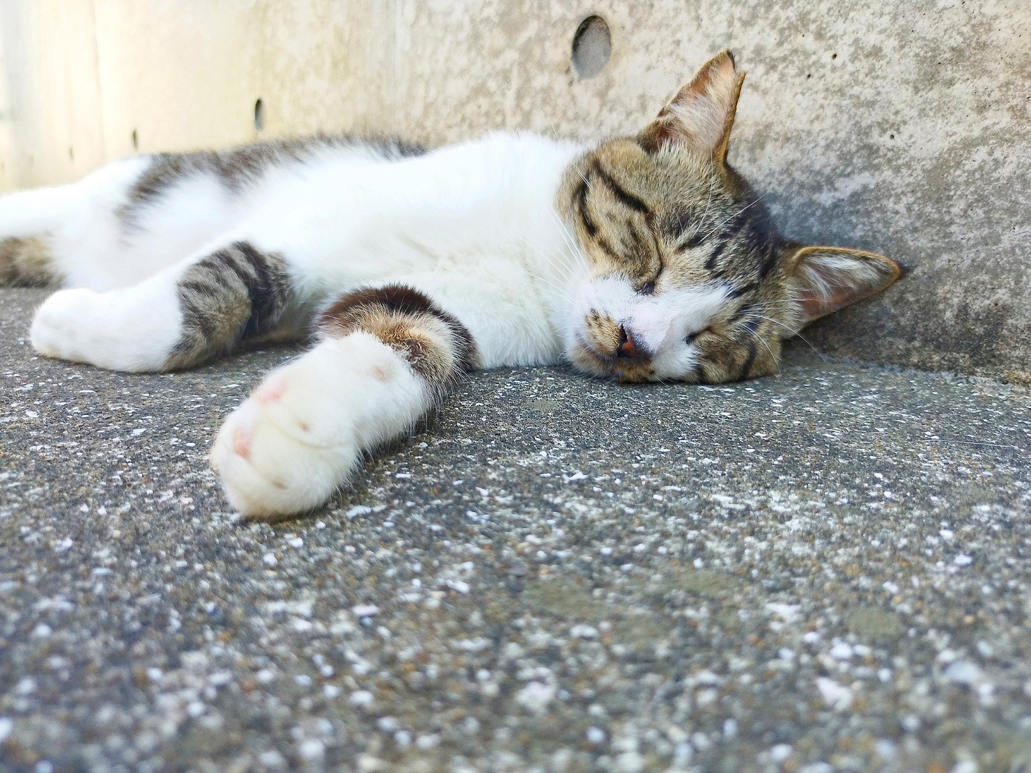 【保有者限定：写真集データ付き】猫写真