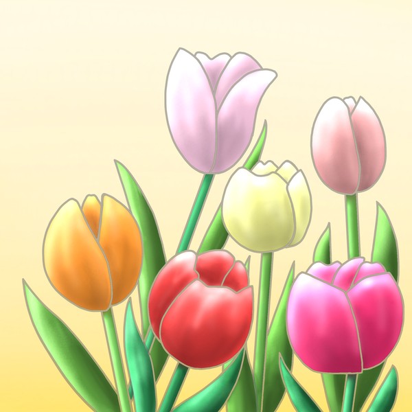 チューリップ。