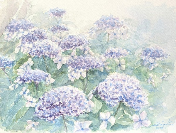 癒しの水彩画＿アジサイ