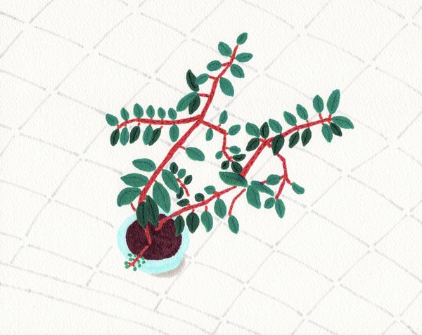 Plant_01