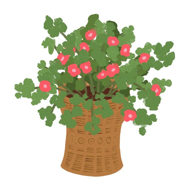 Wisteria flowerpot and flowers 藤の植木鉢と花