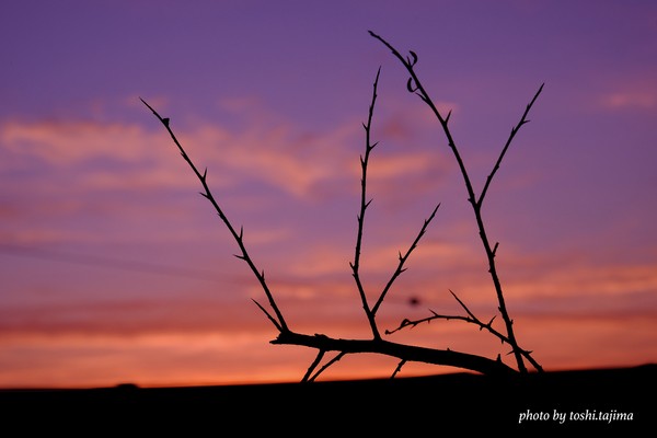 Shadowy Landscape ⑨ #1/10