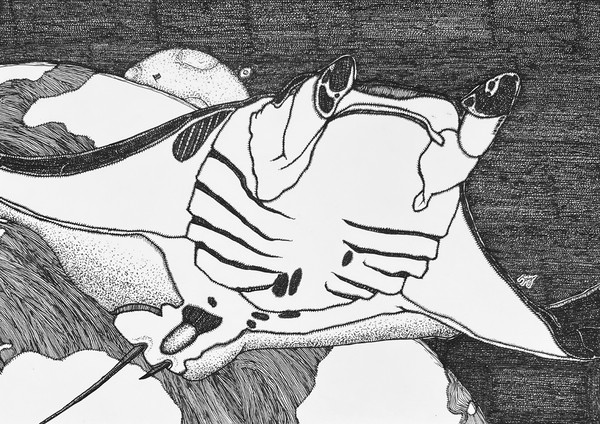 宇宙のマンタ
