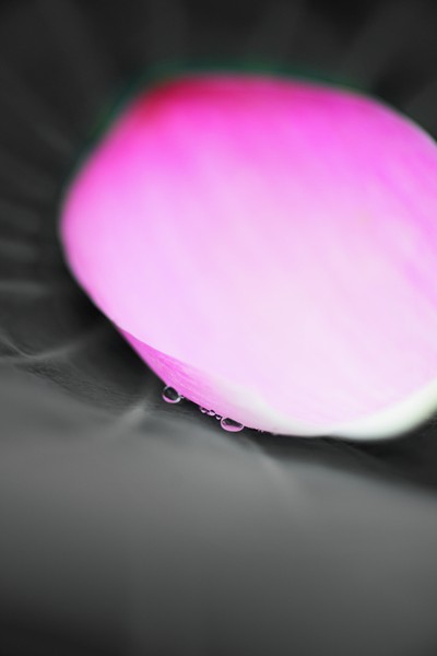 lotus-10 #1/10