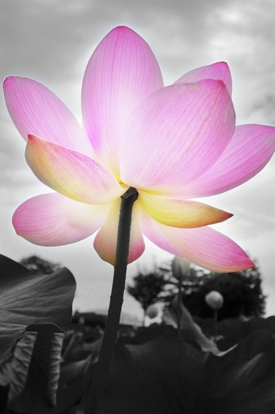 lotus-13 #1/13