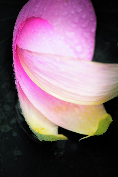 lotus-16 #1/16