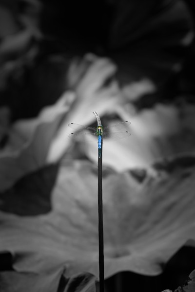 lotus-20 #1/20