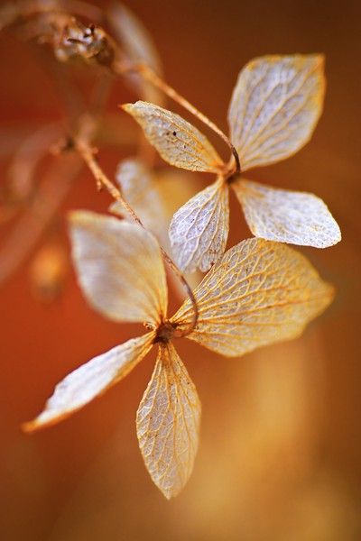 hydrangea01 #1/10