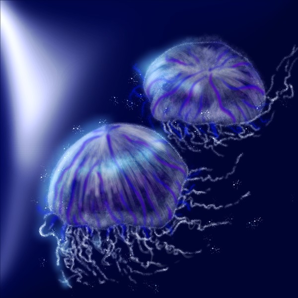 jellyfish No.6