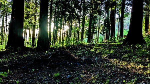 Nature