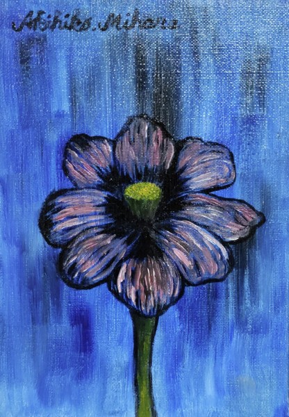 chocolate cosmos