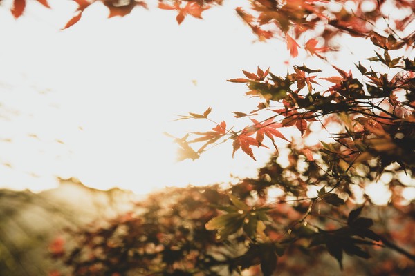 紅葉01 #1/3
