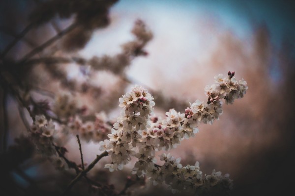 桜01 #1/3