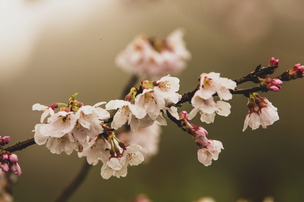 桜02 #1/3